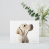 Blond Labrador Welpe, die die Zunge heraushält Postkarte (Stehend Vorderseite)