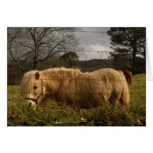 Blond Miniature Pony / Pferd
