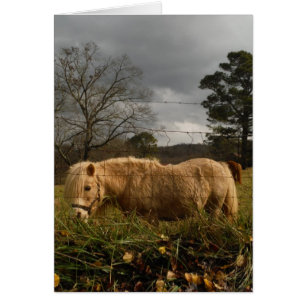 Blond Miniature Pony / Pferd