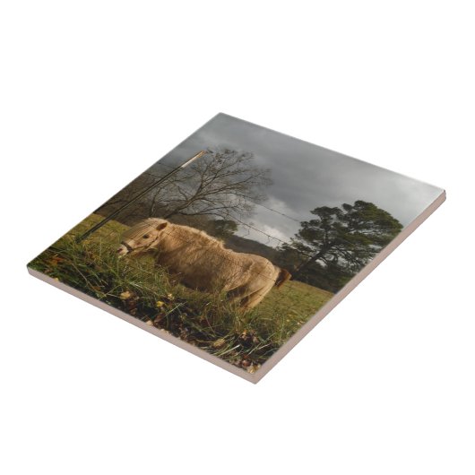 Blond Miniature Pony / Pferd Fliese (Seite)