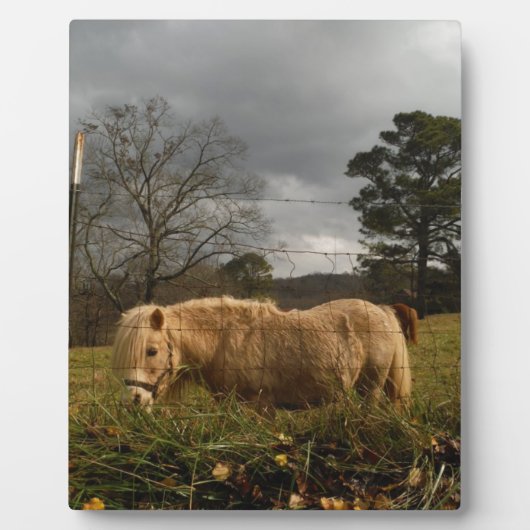 Blond Miniature Pony / Pferd Fotoplatte (Vorderseite)