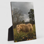 Blond Miniature Pony / Pferd Fotoplatte (Seite)