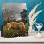 Blond Miniature Pony / Pferd Fotoplatte (Seite)