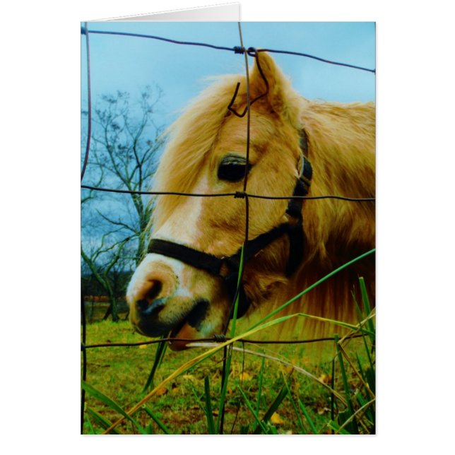 Blond Miniature Pony / Pferdeblauer Himmel (Vorne)