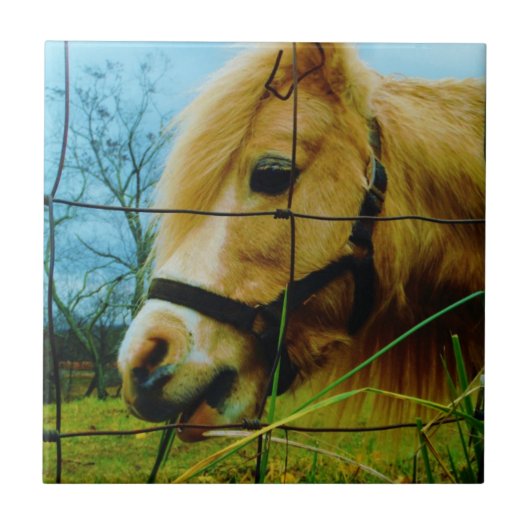 Blond Miniature Pony / Pferdeblauer Himmel Fliese (Vorderseite)