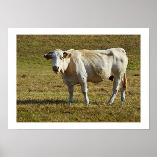 Blonde Aquitaine Kuh Poster (Vorne)