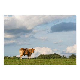 Blonde d'Aquitaine Kuh in der Region Dordogne, Fra Fotodruck