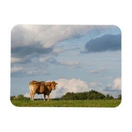 Blonde d'Aquitaine Kuh in der Region Dordogne, Fra Magnet
