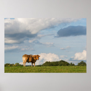 Blonde d'Aquitaine-Kuh in der Region Dordogne, Fra Poster