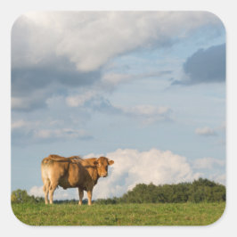 Blonde d'Aquitaine Kuh in der Region Dordogne, Fra Quadratischer Aufkleber