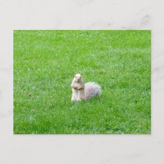 Blonde Postkarte (Vorderseite)