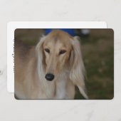Blonde Saluki Hund Einladung (Vorne/Hinten)