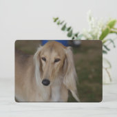 Blonde Saluki Hund Einladung (Stehend Vorderseite)