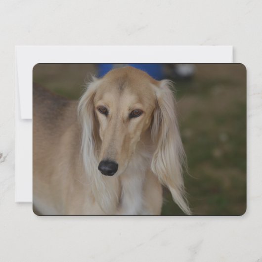Blonde Saluki Hund Einladung (Vorderseite)