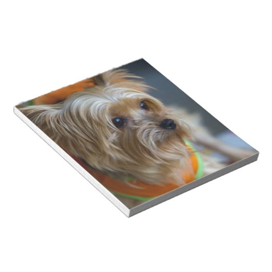 Blonde Yorkshire Terrier Notizblock (angewinkelt)
