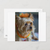 Blonde Yorkshire Terrier Postkarte (Vorne/Hinten)