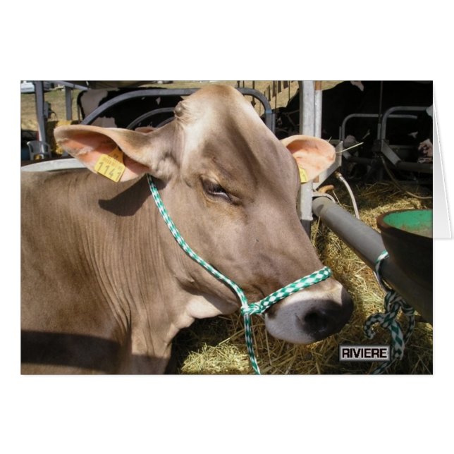 Blondes d'Aquitaine (Vorderseite (Horizontal))