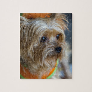 Blondes Yorkshire Terrier Puzzle