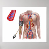 Blood Pressure And Circulatory System Poster (Vorne)