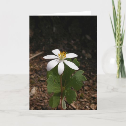 Bloodroot-Blume Karte (Vorderseite)