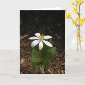 Bloodroot-Blume Karte (Gelbe Blume)