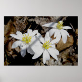 Bloodroot Trio Poster (Vorne)