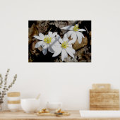 Bloodroot Trio Poster (Küche)