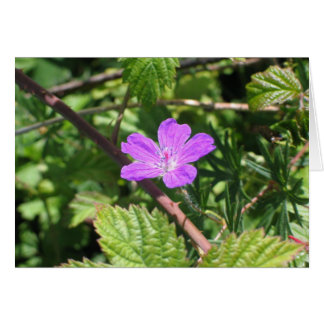 Bloody Cranesbill, Aran Islands, Irland