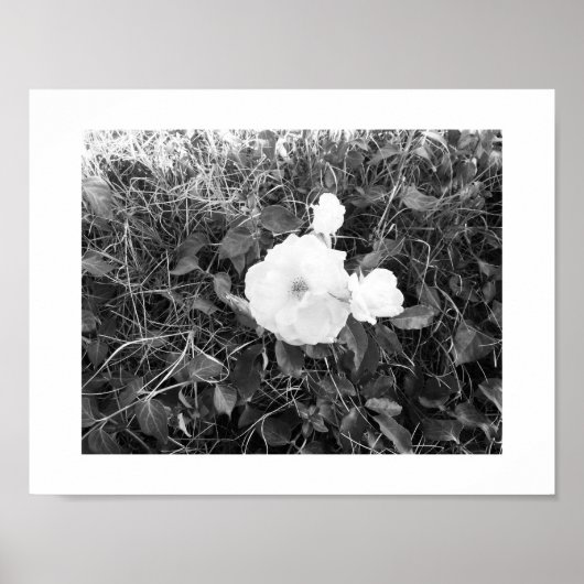 Bloom Black und White Fotografy Poster (Vorne)