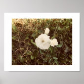 Bloom-Farbfotografie Poster (Vorne)