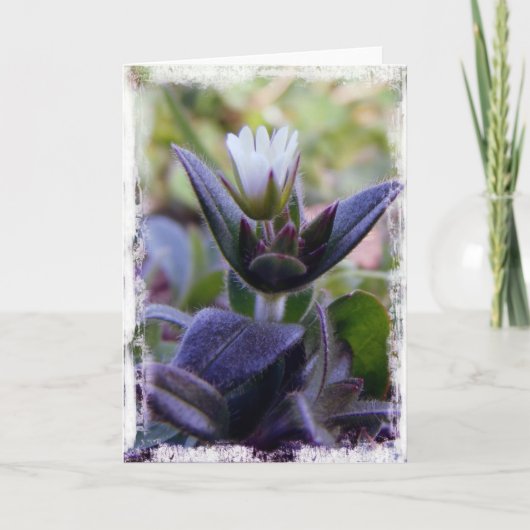 Bloom Karte (Vorderseite)