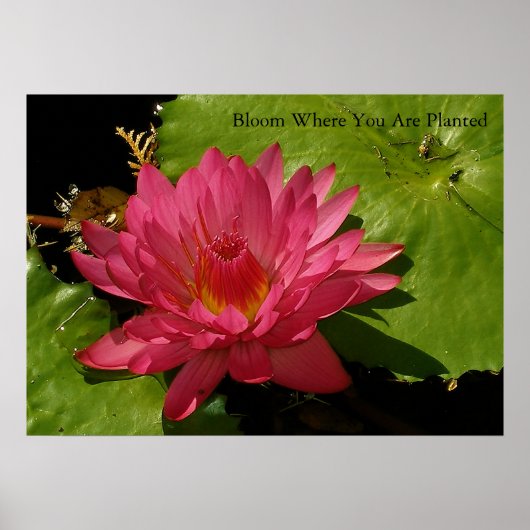 Bloom Poster (Vorne)
