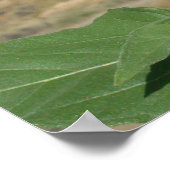 Bloom where you are Planted - Prärien Blume Print Poster (Ecke)