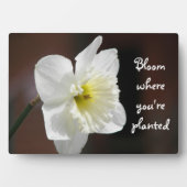 Bloom, wo Sie gepflanzt Zitat White Daffodil Fotoplatte (Vorderseite)