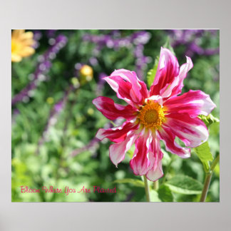 Bloom, wo Sie Plakat gepflanzt sind