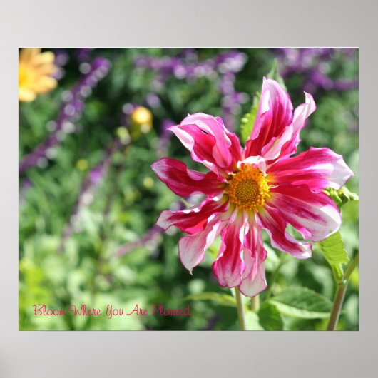 Bloom, wo Sie Plakat gepflanzt sind (Vorne)