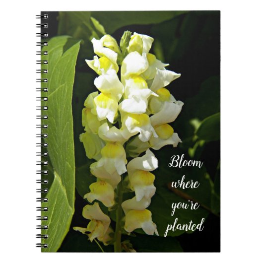 Bloom wo Sie Planted Quote Snapdragons sind Notizblock (Vorderseite)