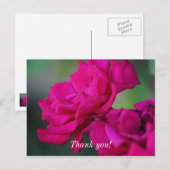 Bloomed Pink Rose Danke, Postcard Postkarte (Vorne/Hinten)