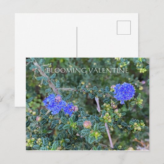 BLOOMIERWERT POSTKARTE (Vorne/Hinten)