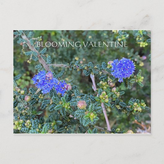 BLOOMIERWERT POSTKARTE (Vorderseite)