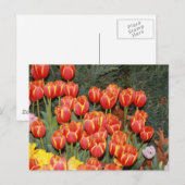 Bloomin' Tulips! Postkarte (Vorne/Hinten)