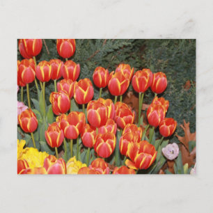Bloomin' Tulips! Postkarte