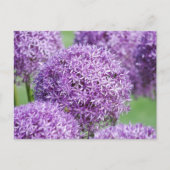 Blooming Allium Blume Postcard Postkarte (Vorderseite)