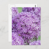 Blooming Allium Blume Postcard Postkarte (Vorne/Hinten)