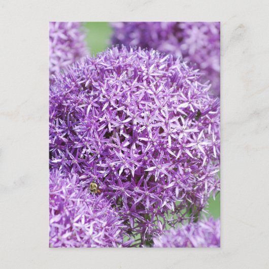 Blooming Allium Blume Postcard Postkarte (Vorderseite)