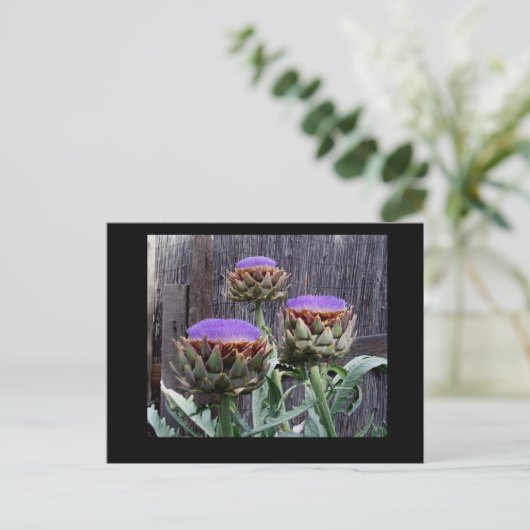 Blooming Artichokes Postkarte (Stehend Vorderseite)