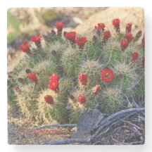 Blooming Cactus photography von Ann Charles