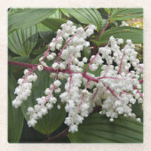 Blooming False Solomon Siegel Pflanze Floral Glasuntersetzer (Vorderseite)