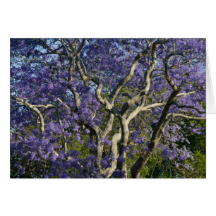 Blooming Jacaranda Trees in New Farm Park, 2