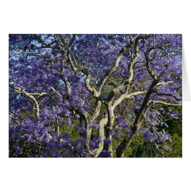 Blooming Jacaranda Trees in New Farm Park, 2 (Vorderseite (Horizontal))